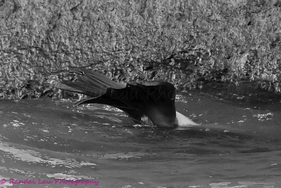 Kaiwi Mayday Pup_2024_10067