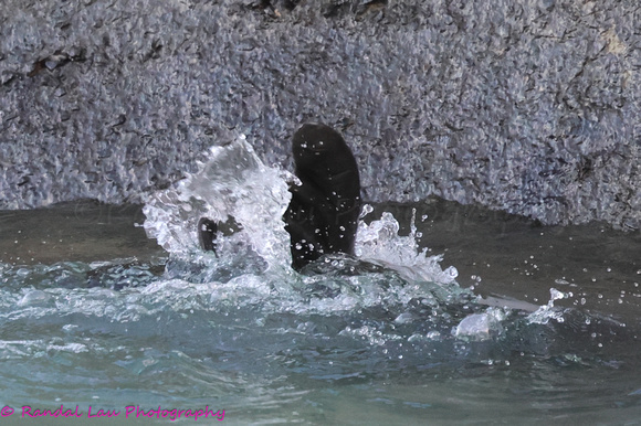 Kaiwi Mayday Pup_2024_10031