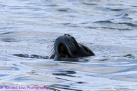 Kaiwi Mayday Pup_2024_10311
