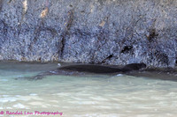 Kaiwi Mayday Pup_2024_10053