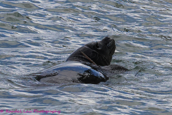 Kaiwi Mayday Pup_2024_10254